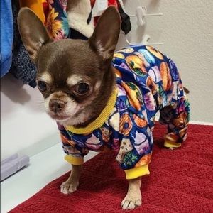 Angry chihuahua